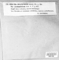 Collema marginale image
